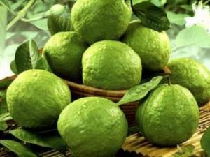 產婦能吃番石榴嗎?產婦吃番石榴的做法