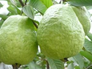 哺乳期能吃番石榴嗎?哺乳期吃番石榴的做法