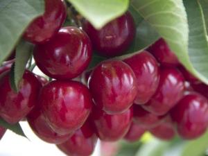 哺乳期能吃櫻桃嗎?哺乳期吃櫻桃的做法