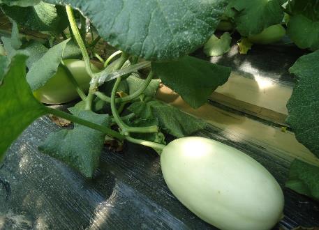 �������ܳ���φ��������ڳ������ʲô��̎