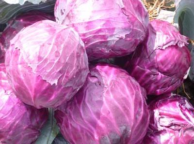 �����ڳ��ϸ��{(l��n)��ʲô��̎�������ڳ��ϸ��{(l��n)������