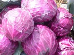 哺乳期吃紫甘藍(lán)有什么好處?哺乳期吃紫甘藍(lán)的做法