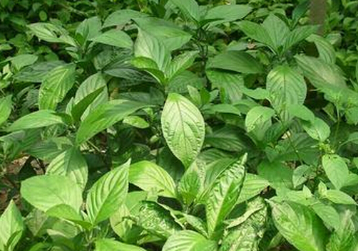 板藍(lán)根的功效與作用-哺乳期能喝板藍(lán)根嗎?