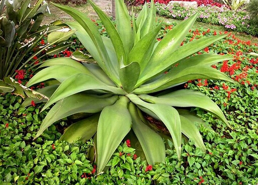 哪種蘆薈膠去痘印好?蘆薈膠怎么選購