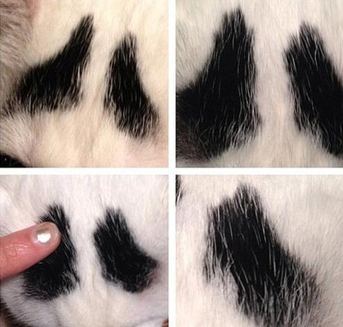 ����ü��؈ɽķ�W�j���t��������؈��ü��Ę���u�ȇ���