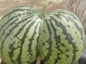 ����ˮ�����РI(y��ng) ��Ʉe������