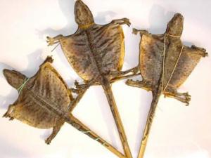 得了肺結核怎么辦？蛤蚧治療肺結核偏方