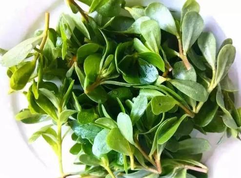 馬齒莧泡水洗澡可以洗好幾年嗎?馬齒莧煮的水隔夜能洗臉嗎?