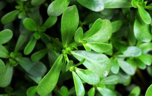 馬齒莧泡水洗澡可以洗好幾年嗎?馬齒莧煮的水隔夜能洗臉嗎?