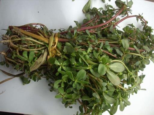 馬齒莧泡水洗澡可以洗好幾年嗎?馬齒莧煮的水隔夜能洗臉嗎?