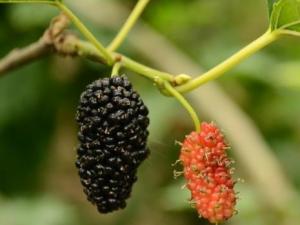 補腎的食物有哪些?女人日常必備四種養腎水果