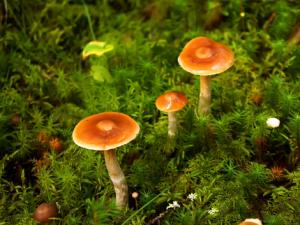 蘑菇怎么吃？蘑菇的做法大全