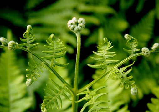 ާ�˵ĠI�B�rֵ-ާ�˵�����