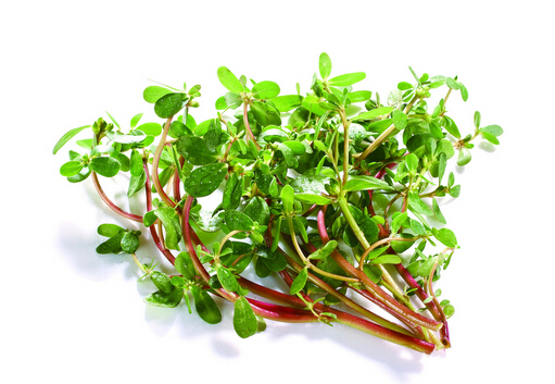 馬齒莧的做法-馬齒莧的功效與作用