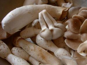 秀珍菇的做法-秀珍菇的營養價值