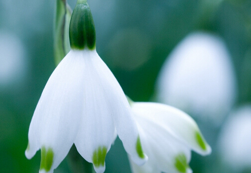 ѩɏ���ĳԷ�-ѩɏ���Ĺ�Ч�c����