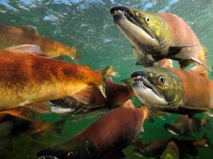 大馬哈魚(yú)籽怎么吃？大馬哈魚(yú)的做法