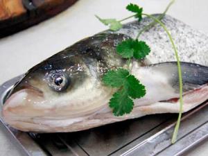食用青根魚的注意事項-青根魚的營養價值