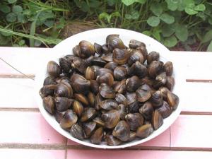 蜆子怎么做好吃?蜆的做法-蜆是什么?