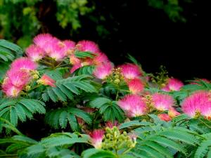 合歡花黃花菜令人歡樂無憂-能調節心情的食譜