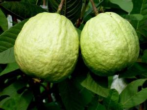 如何挑選番石榴?番石榴的做法大全