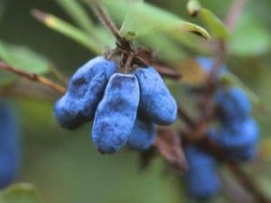 藍(lán)靛果怎么吃?吃藍(lán)靛果的注意事項(xiàng)