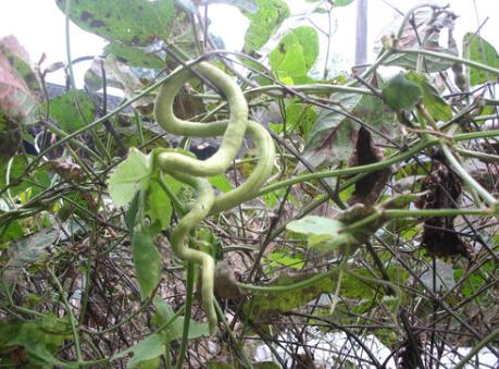 蛇瓜怎么吃?蛇瓜的做法大全