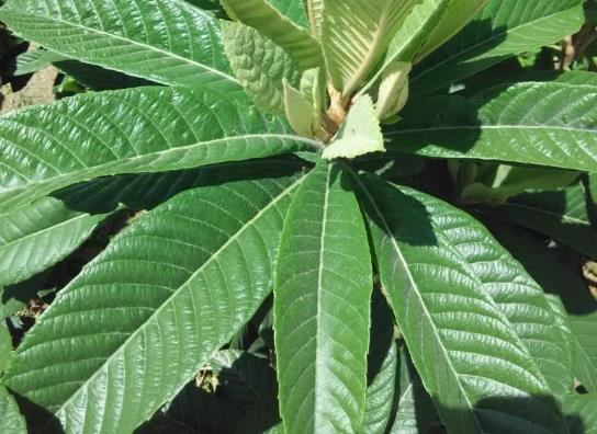 枇杷葉煮水止咳用老葉還是嫩葉?枇杷葉怎么熬水能治咳嗽?