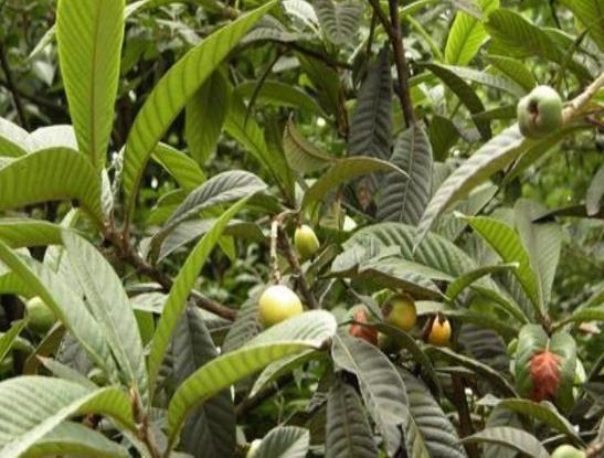 枇杷葉煮水止咳用老葉還是嫩葉?枇杷葉怎么熬水能治咳嗽?