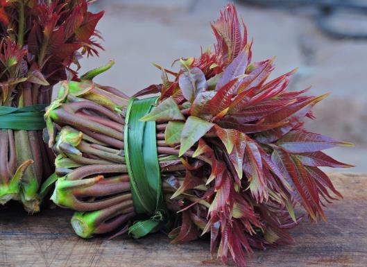 香椿為什么要過水?香椿怎樣曬干