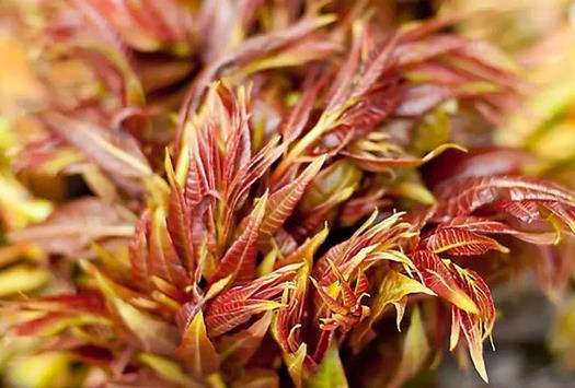 香椿為什么要過水?香椿怎樣曬干