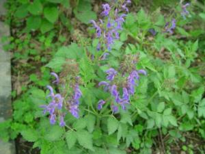 什么是丹參？丹參的作用與功效