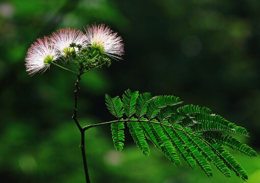 合歡花的功效與作用-合歡花的副作用