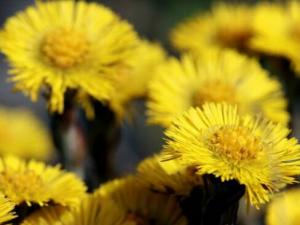 ?款冬花的介紹-款冬花的功效與作用