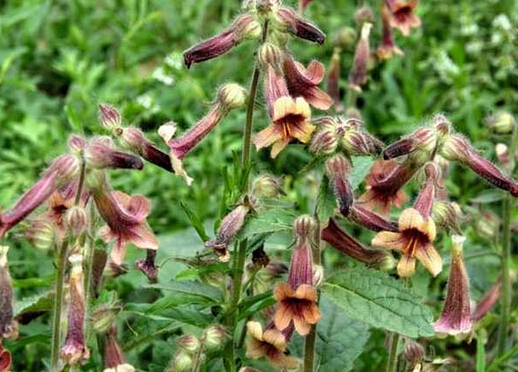 熟地是什么-熟地的功效與作用