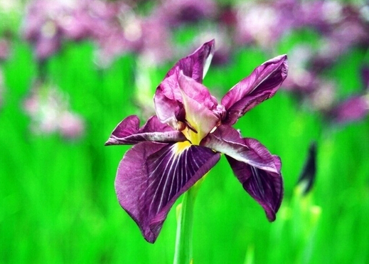 ���ѵĹ�Ч�c����-���ѵķ���c�xُ(g��u)����