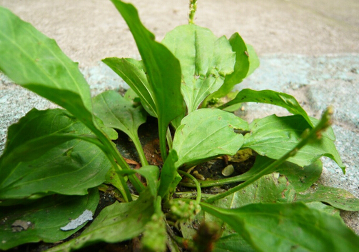 車前子的功效與作用-車前子的副作用