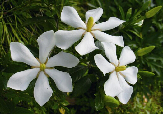 �������ЋD���B(y��ng)�d�ӻ��᣿�d�ӻ����B(y��ng)ֳ����