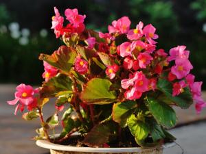 海棠花有毒嗎?家里有孕婦能養海棠花嗎?