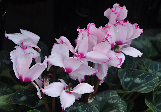 家里有孕婦能養(yǎng)仙客來嗎?仙客來有毒嗎?