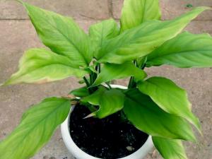 家里有孕婦能養綠蘿嗎?綠蘿有毒嗎?