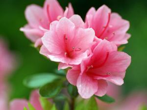 家里有孕婦能養杜鵑花嗎?杜鵑花的養殖方法