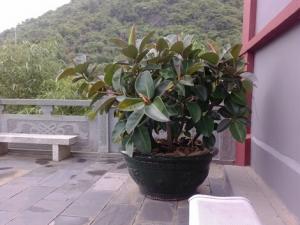 家里有寶寶能養橡皮樹嗎?橡皮樹有毒嗎?