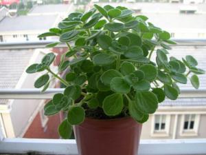 碰碰香有毒嗎?家里有寶寶能養碰碰香嗎?