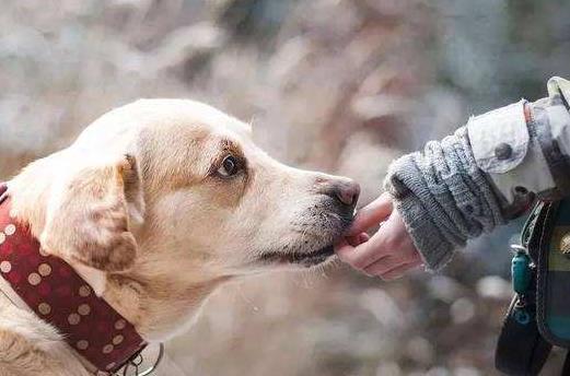 孩子被寵物咬傷怎么辦 怎樣讓孩子與寵物安全相處