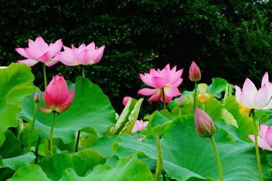 2018年荷花什么時(shí)候開?2018最佳賞荷花的地方和時(shí)間