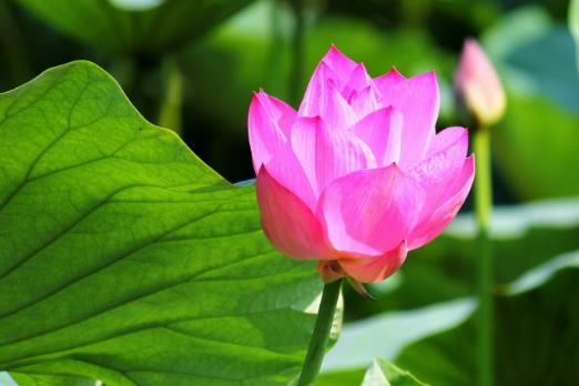 2018年荷花什么時(shí)候開?2018最佳賞荷花的地方和時(shí)間