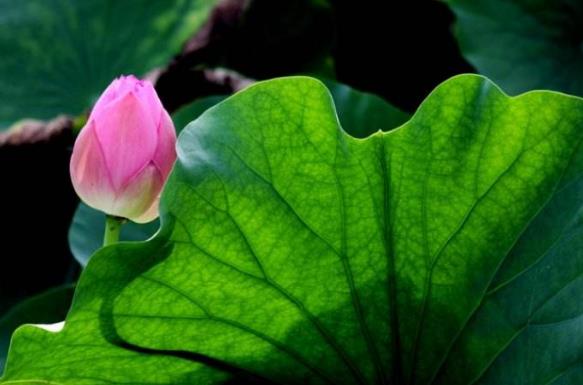 2018年荷花什么時(shí)候開?2018最佳賞荷花的地方和時(shí)間