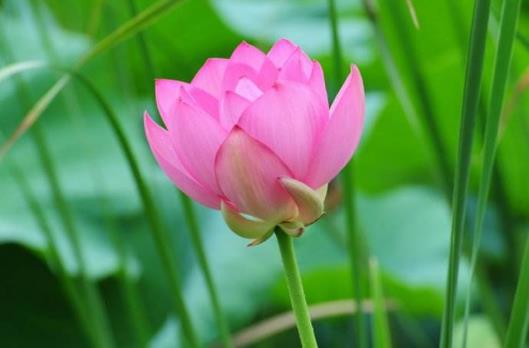 2018年荷花什么時(shí)候開?2018最佳賞荷花的地方和時(shí)間