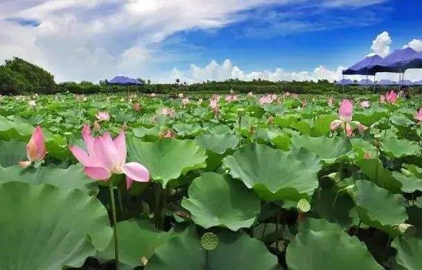 2018年荷花什么時(shí)候開?2018最佳賞荷花的地方和時(shí)間